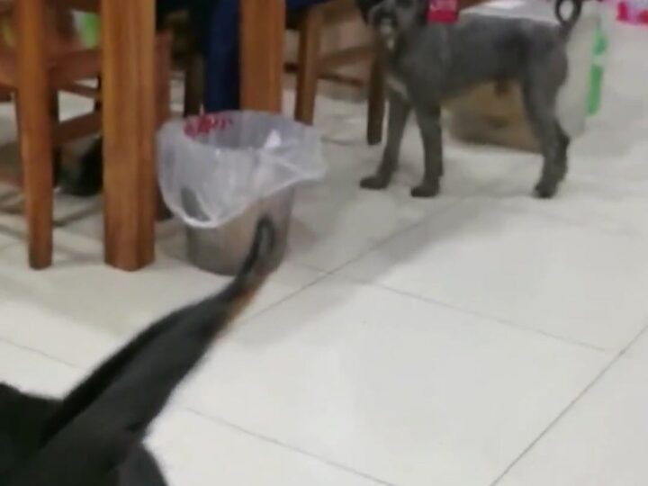 “This Dog Looks Terrifying!” — Internet Users Shocked After Strange-Looking Dog Spotted at Local Restaurant