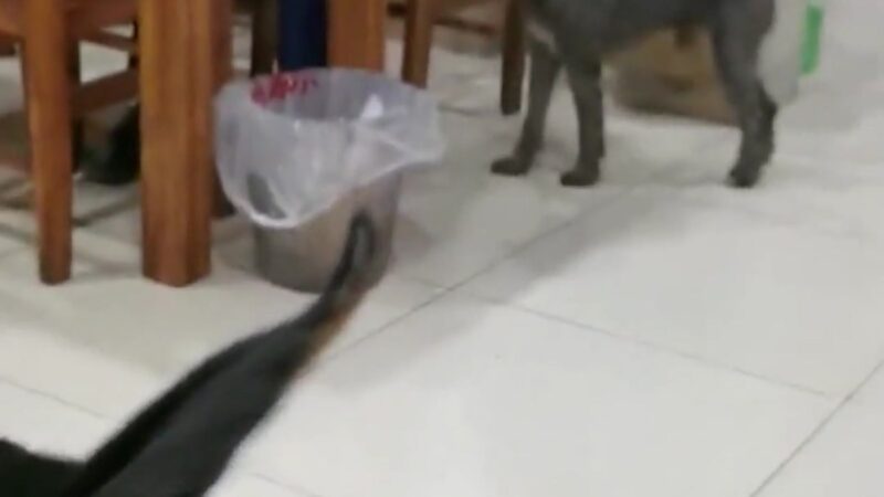 “This Dog Looks Terrifying!” — Internet Users Shocked After Strange-Looking Dog Spotted at Local Restaurant