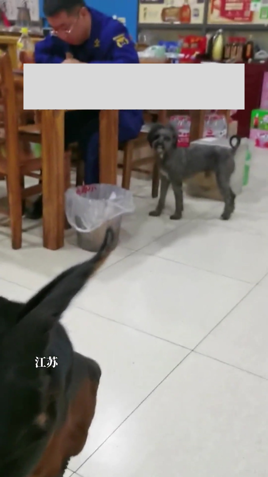 “This Dog Looks Terrifying!” — Internet Users Shocked After Strange-Looking Dog Spotted at Local Restaurant