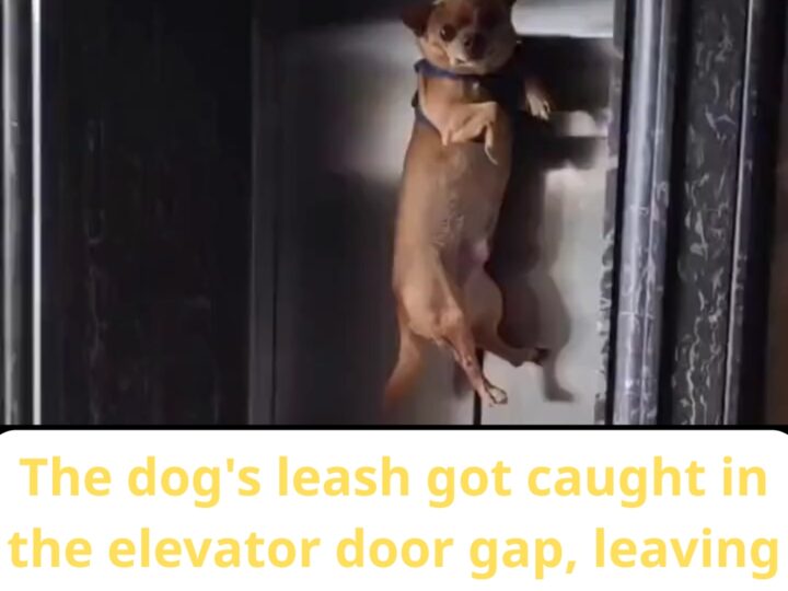 A Split-Second From Tragedy: Dog Left Hanging Mid-Air After Leash Gets Trapped in Elevator Door