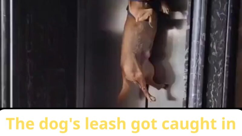 A Split-Second From Tragedy: Dog Left Hanging Mid-Air After Leash Gets Trapped in Elevator Door