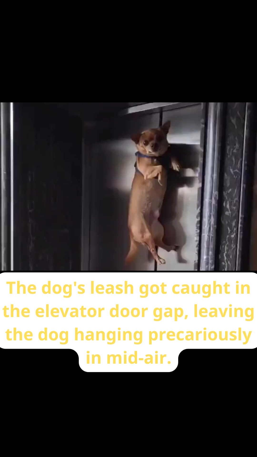 A Split-Second From Tragedy: Dog Left Hanging Mid-Air After Leash Gets Trapped in Elevator Door
