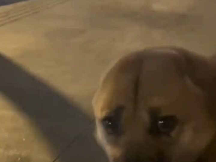 The Dog Who Lost Both Ears but Never Lost the Will to Live