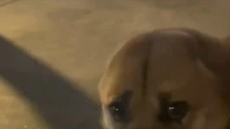 The Dog Who Lost Both Ears but Never Lost the Will to Live