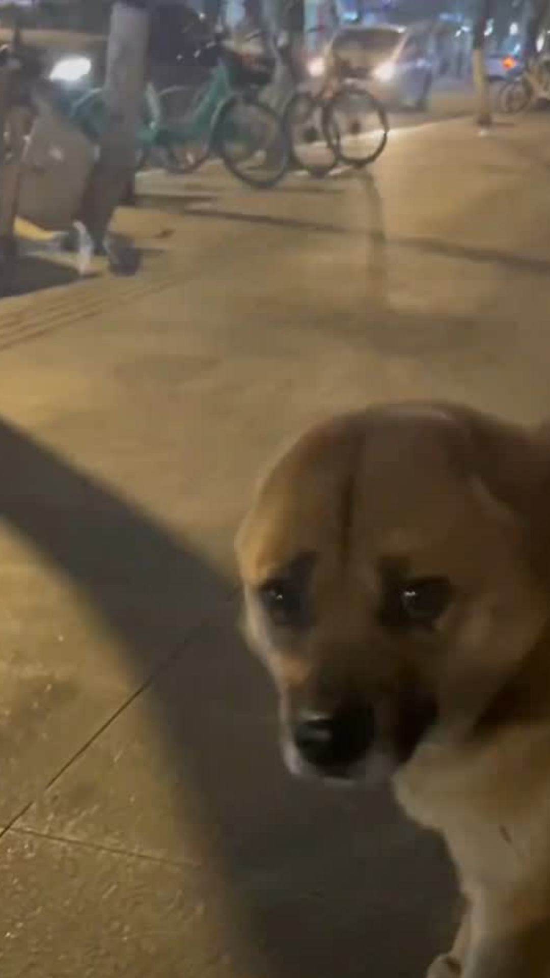 The Dog Who Lost Both Ears but Never Lost the Will to Live