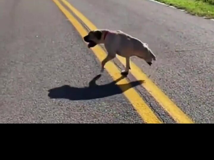 From the Streets to a Loving Home: The Inspiring Story of a Stray Dog Missing Half Its Body