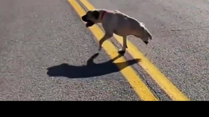 From the Streets to a Loving Home: The Inspiring Story of a Stray Dog Missing Half Its Body