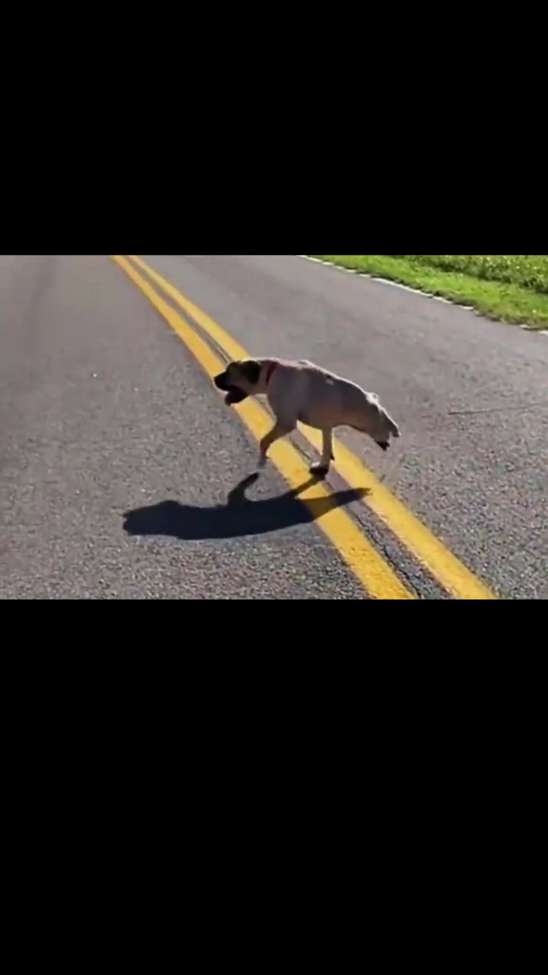 From the Streets to a Loving Home: The Inspiring Story of a Stray Dog Missing Half Its Body