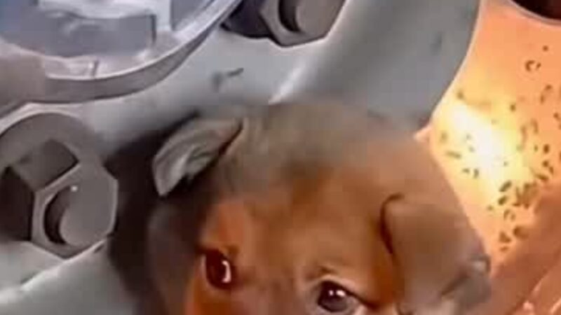 Trapped in a Truck Wheel for Hours: Tiny Dog’s Terrifying Ordeal Ends in an Emotional Rescue