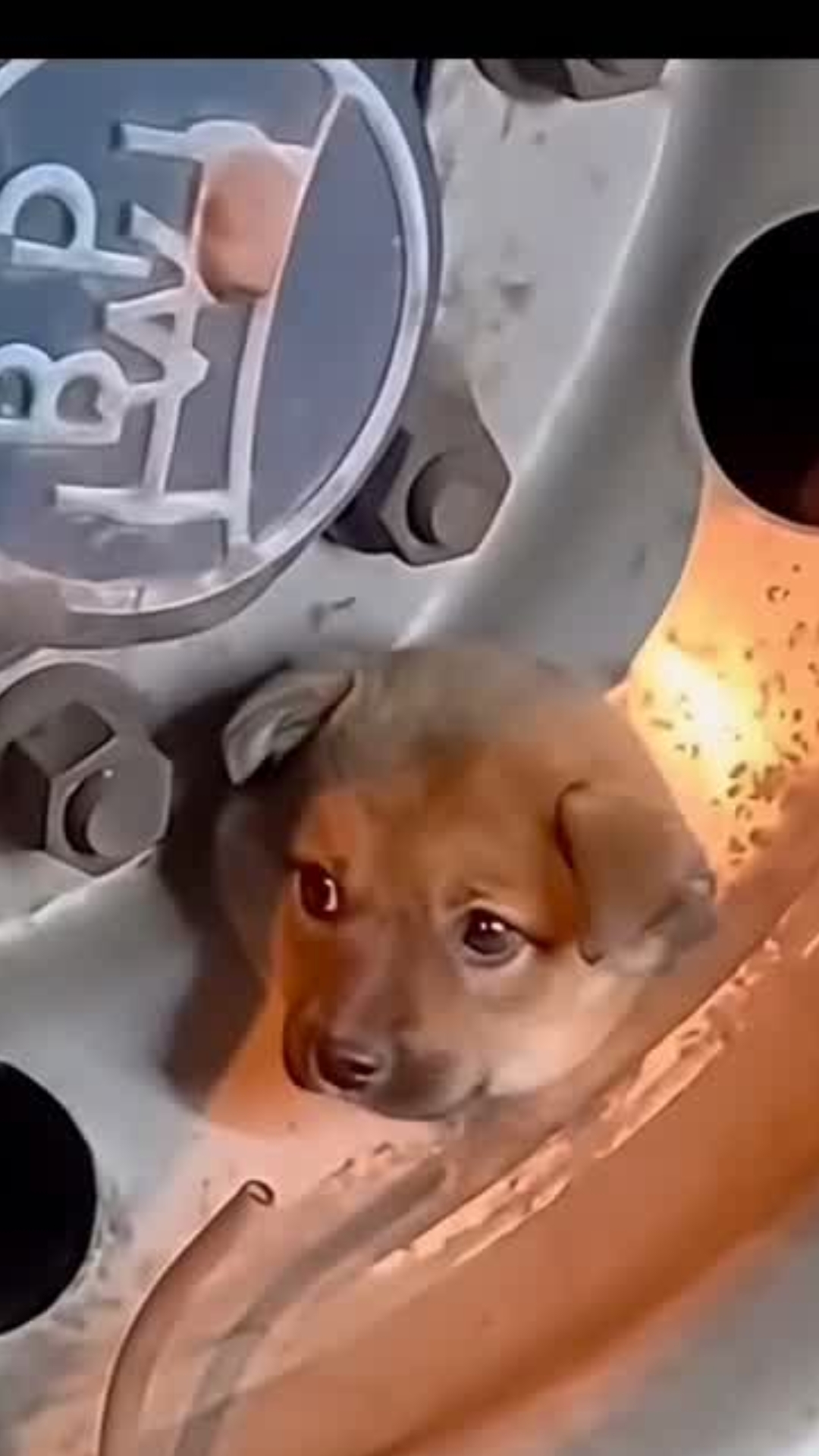 Trapped in a Truck Wheel for Hours: Tiny Dog’s Terrifying Ordeal Ends in an Emotional Rescue