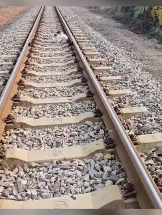 Furious Man Finds Two Puppies Tied in a Sack on Train Tracks — What He Did Next Touched Thousands