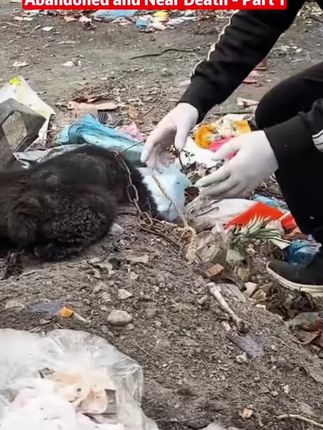 Tiny Lives Among the Trash: The Emotional Rescue of Abandoned Puppies From a Dangerous Landfill