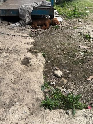 She Held Her Dog for Hours, Crying as Neighbors Tried to Understand What Happened
