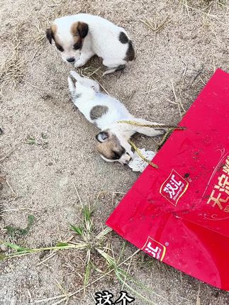 He Opened a Box Expecting Trash — But Found One Puppy Dead and Another Fighting to Survive