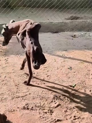 From Despair to Hope: Dog With Massive Tumor Defies All Odds After Three Surgeries