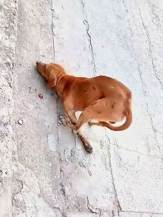 A Paralyzed Dog Crawled Through the Streets Until One Stranger Changed Everything