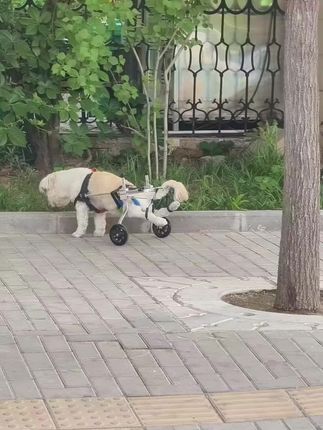 Left Behind and Unable to Walk: The Heartbreaking Story of a Paralyzed Dog Who Finally Found Love