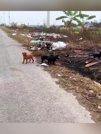 Tiny Heroes on the Roadside: Puppies Barked Desperately Until Rescuers Discovered Their Mother Dying Nearby