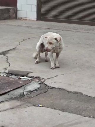 He Waited by the Road Every Day — Until One Stranger Changed the Abandoned Dog’s Fate
