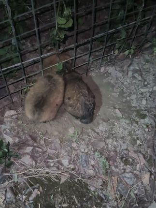 Two Helpless Puppies Found Trapped in Iron Fence as Passerby Rushes to Save Them