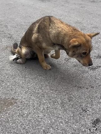 A Mother’s Plea for a Stray Dog Touches Thousands Online
