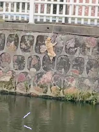 Chained Above the River: The Desperate Cries of a Dog Left Hanging Over the Water Until a Brave Rescue Changed Everything