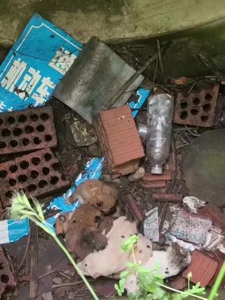 A Heartbreaking Discovery on a Quiet Street: Traveler Finds Abandoned Puppies Fighting for Survival