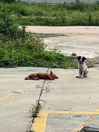 A Tiny Puppy’s Tender Love for His Sick Mother Moved an Entire Community to Tears