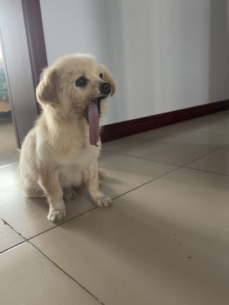 A Puppy Born Without a Chin Defies the Odds as Compassion and Care Spark Hope for Recovery