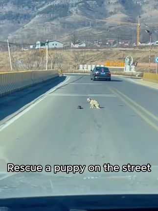 Two Desperate Dogs Stopped Traffic Just to Beg for Help — What Happened Next Changed Their Lives Forever