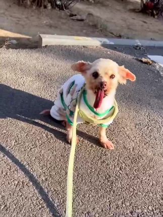 People Stared in Shock at This Dog’s Face — But What They Learned About His Life Changed Everything