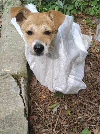 He Saved the Dog From Suffering, But Poverty Forced Him to Say Goodbye