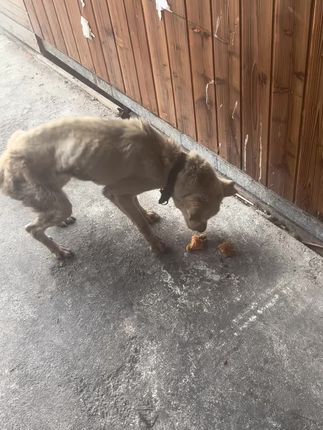 From the Brink of Death to a Second Chance: The Heartbreaking Rescue of a Starving Dog Nobody Thought Would Survive