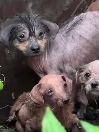 From Forgotten and Hairless to Loved Again: The Emotional Rescue of Abandoned Puppies That Touched Thousands