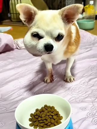 Visitors Couldn’t Hold Back Tears After Meeting the Dog With a Severely Deformed Face at the Veterinary Center