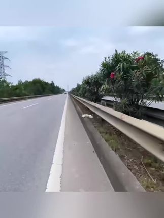 Tiny Paws on the Edge of Death: The Highway Rescue That Stopped Traffic and Melted Hearts
