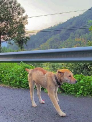 He Waited 23 Days in Silence: The Missing Dog Who Returned Home Without a Front Leg