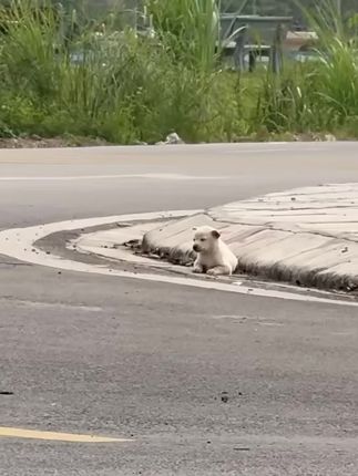He Could Barely Keep His Eyes Open: The Heartbreaking Moment a Stray Dog Finally Found Someone Who Cared