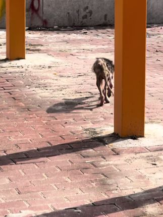 A Fading Life on the Streets: Starving Dog Finally Finds Hope After a Kind Stranger Stops to Help