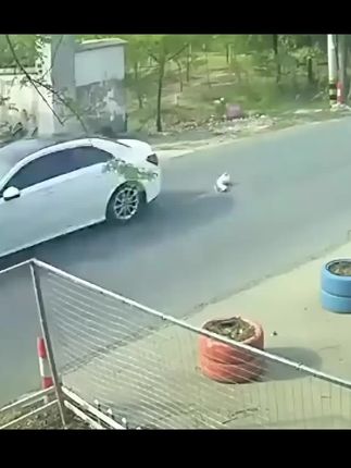 They Refused to Leave Him Behind: Stray Dogs Tried Desperately to Save Their Injured Friend After Horrific Road Accident
