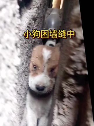 Desperate Cries Behind the Wall: Tiny Dog Finally Rescued After Emotional Hours of Fear and Hope