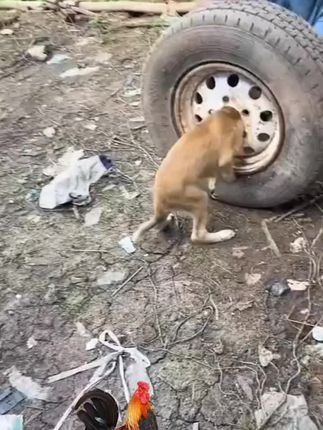 Trapped Between Steel and Fear: The Dramatic Rescue of a Helpless Dog Stuck Inside a Car Wheel