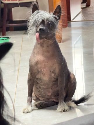 The Gentle Dog Without a Jaw Who Won Everyone’s Heart With His Sweet Nature