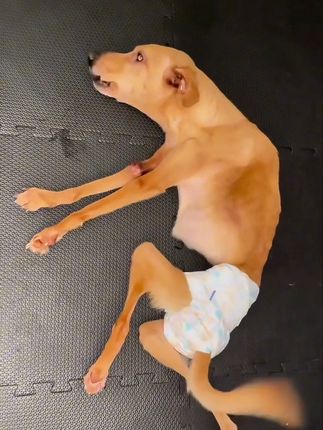 Tiny but Fearless: The Paralyzed Puppy Who Refuses to Back Down