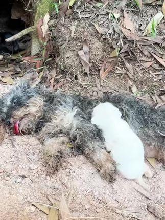 A Mother Dog on the Brink of Death: The Heartbreaking Reality Stray Animals Face Every Day