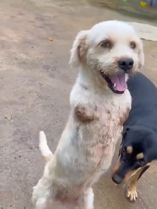 From Tragedy to Triumph: The Puppy Who Lost Its Legs but Learned to Walk Again Inspired Thousands