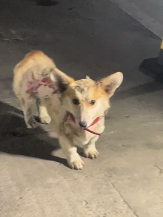 From Hairless and Hopeless to Fighting for Life: The Stray Dog Who Refused to Give Up