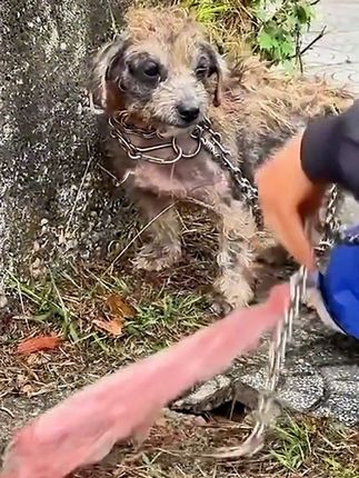 Chained to Die, Then Given a Second Chance: The Heartbreaking Rescue of a Forgotten Dog