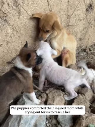 Trapped in Pain: Mother Dog’s Desperate Cries Lead to a Life-Changing Rescue for Her Puppies