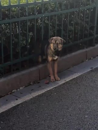 He Thought It Was Just Another Drive Home — Then He Saw a Tiny Dog Trapped in the Middle of a Dangerous Highway